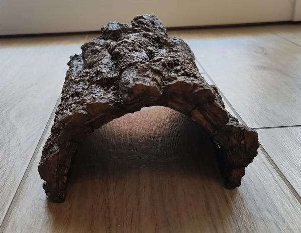 Gecko africano dalla coda grassa con terrario e accessori | Foto 1