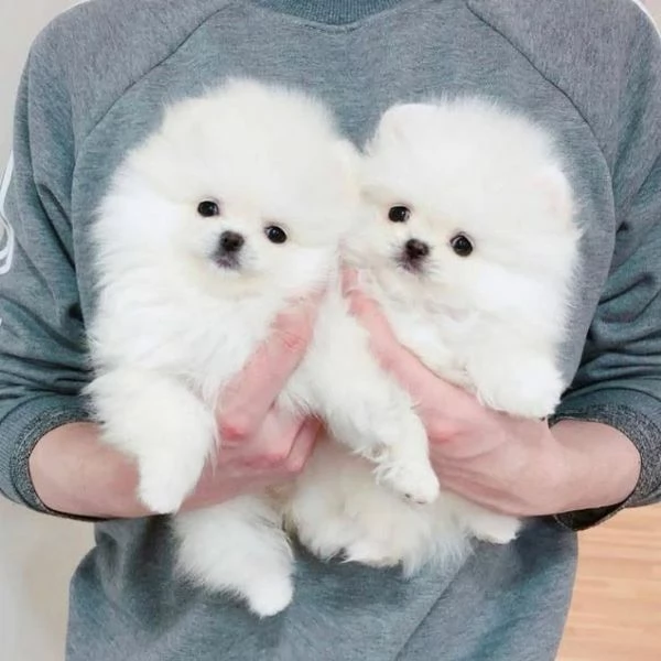 Cuccioli di pomerania