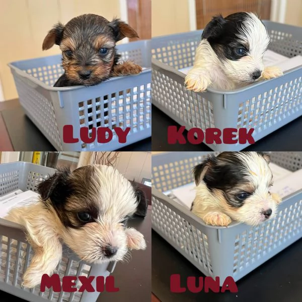 Cuccioli Yorkie in adozione