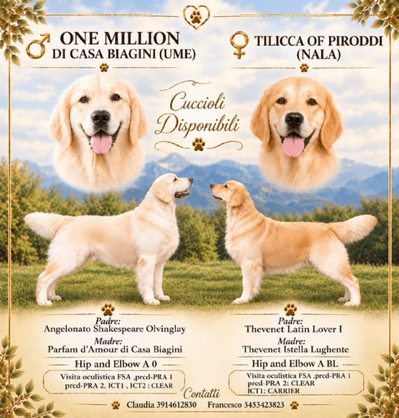 Cuccioli Golden Retriever 