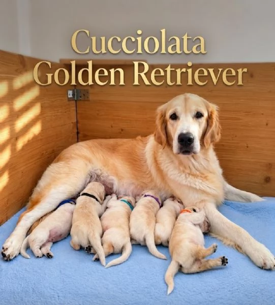 Cuccioli Golden Retriever  | Foto 0