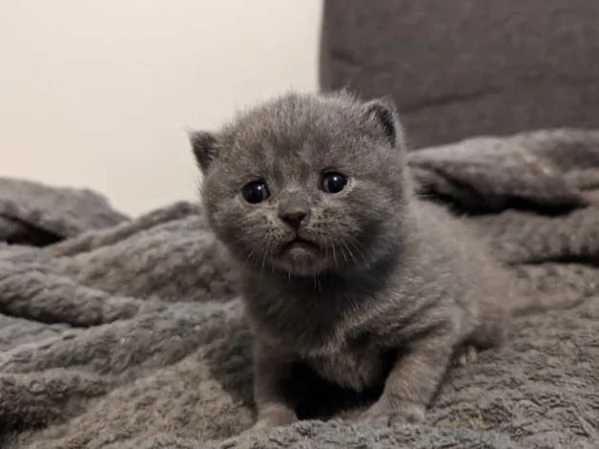 Gattini British Shorthair | Foto 4