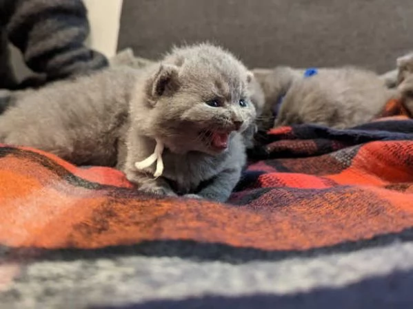 Gattini British Shorthair | Foto 4