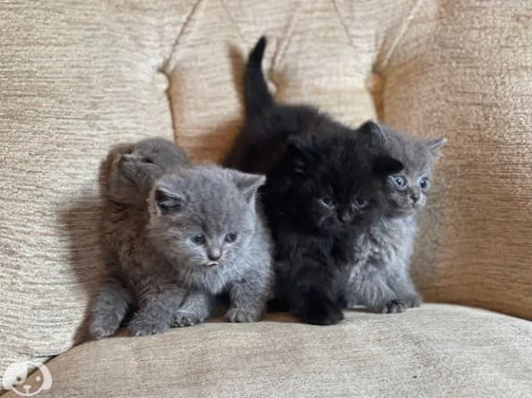 Gattini British Shorthair | Foto 3
