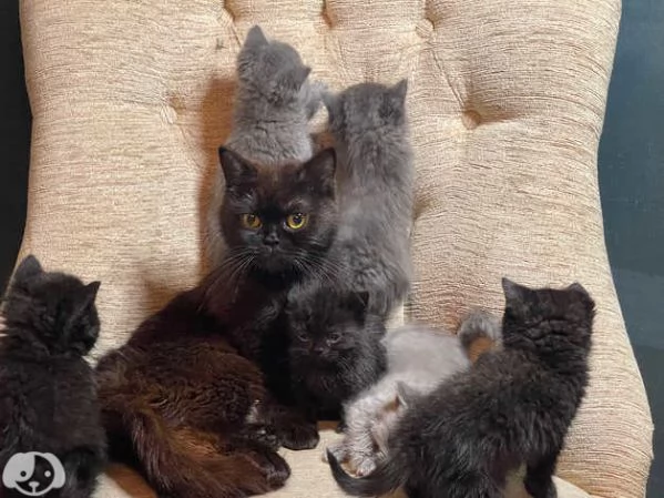 Gattini British Shorthair