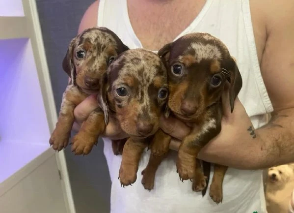 Cuccioli bassotti kaninchen maschi femmine | Foto 5