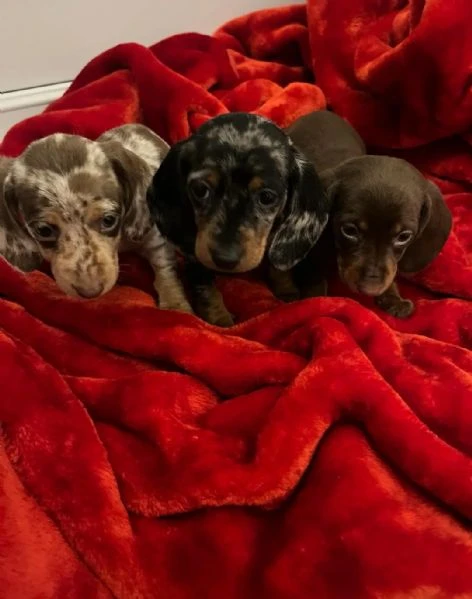 Cuccioli bassotti kaninchen maschi femmine | Foto 3