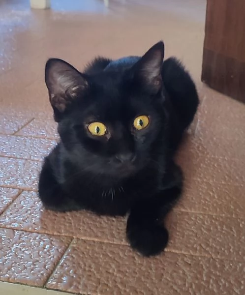 Micini dolcissimi cercano famiglia! # Gatti gattini