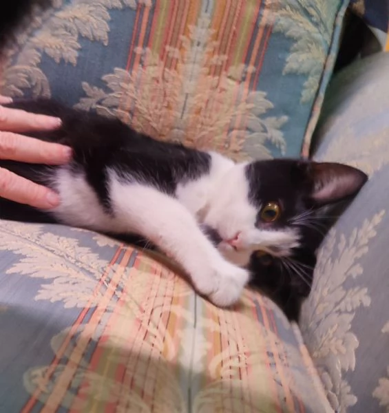 Micini dolcissimi cercano famiglia! # Gatti gattini | Foto 5
