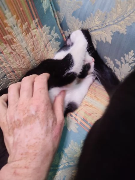 Micini dolcissimi cercano famiglia! # Gatti gattini | Foto 4