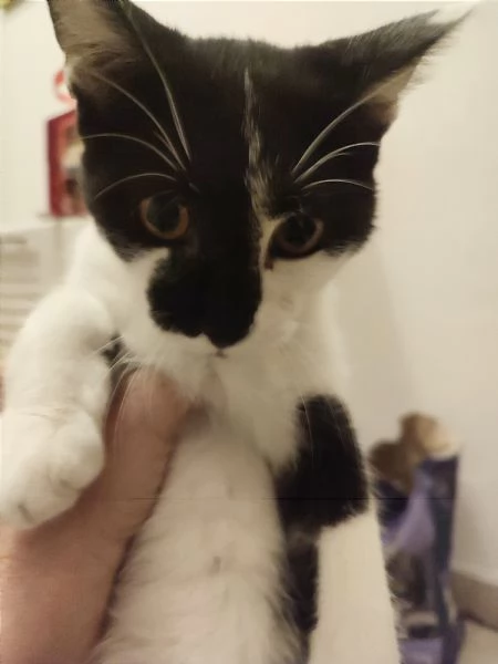 Micini dolcissimi cercano famiglia! # Gatti gattini | Foto 2