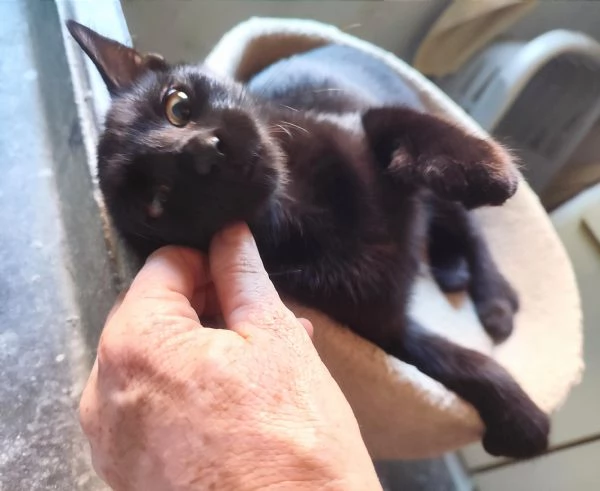 Micini dolcissimi cercano famiglia! # Gatti gattini | Foto 1