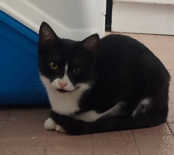 Micini dolcissimi cercano famiglia! # Gatti gattini | Foto 0
