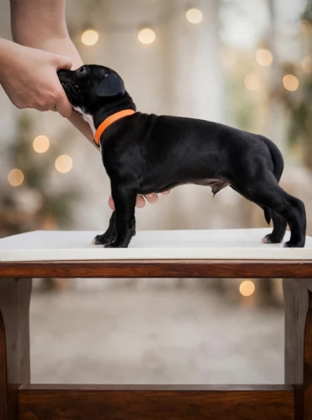 3 cuccioli di Pitbull ADBA  | Foto 6