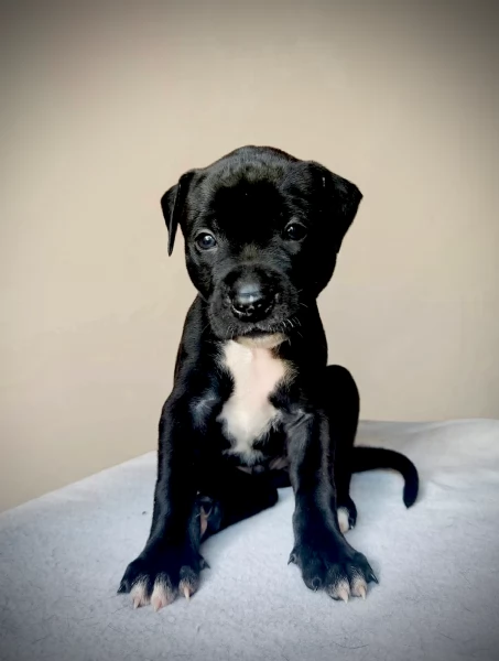 3 cuccioli di Pitbull ADBA  | Foto 5