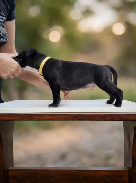 3 cuccioli di Pitbull ADBA  | Foto 4