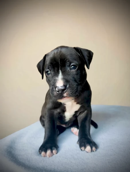 3 cuccioli di Pitbull ADBA  | Foto 3