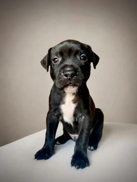 3 cuccioli di Pitbull ADBA  | Foto 2