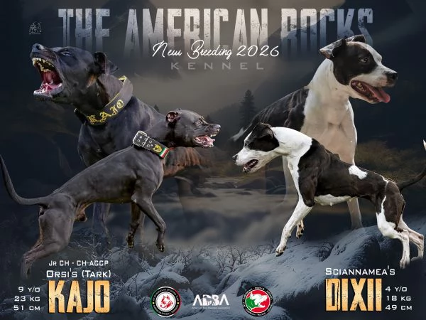 3 cuccioli di Pitbull ADBA 