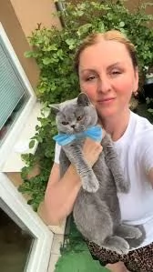 Gatti domestici British Shorthair
