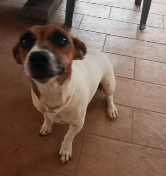 Gemma 4/5 anni taglia piccola  | Foto 3