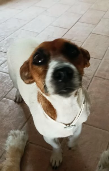 Gemma 4/5 anni taglia piccola  | Foto 2