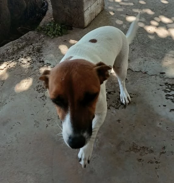 Gemma 4/5 anni taglia piccola  | Foto 1