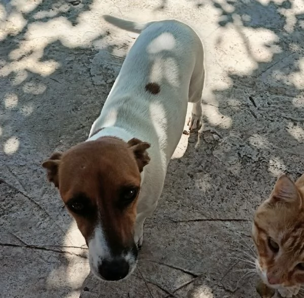Gemma 4/5 anni taglia piccola 