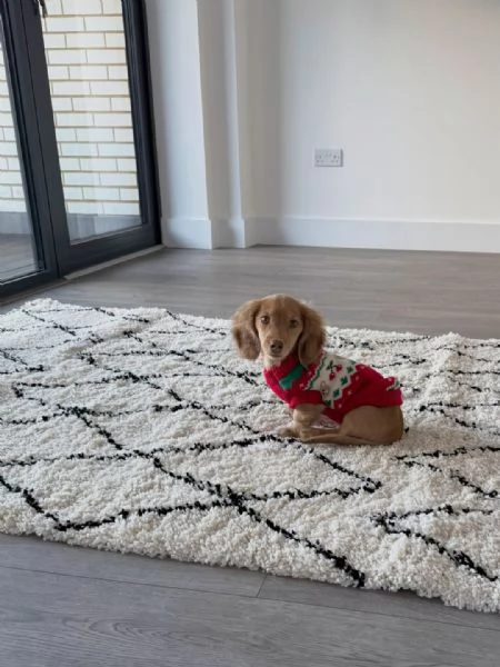 Ray – Cucciolo di Bassotto Nano marrone, 6 mesi ??