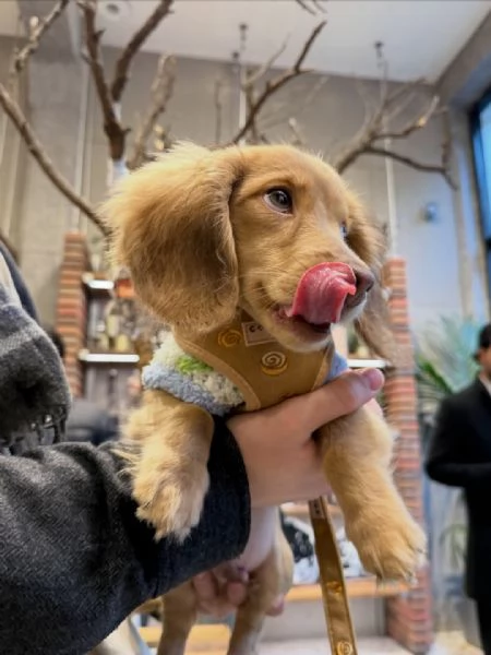 Ray – Cucciolo di Bassotto Nano marrone, 6 mesi ?? | Foto 1