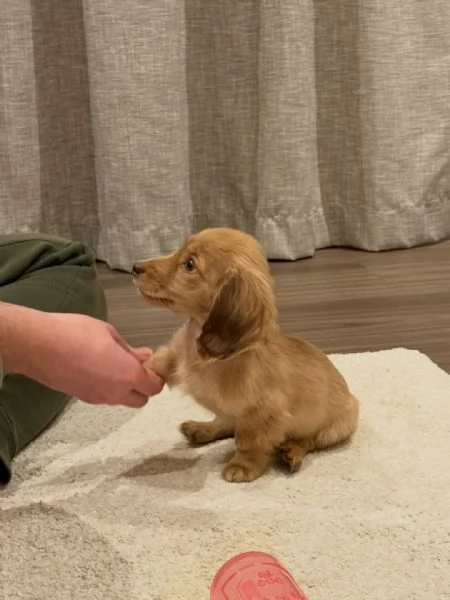 Ray – Cucciolo di Bassotto Nano marrone, 6 mesi ?? | Foto 0