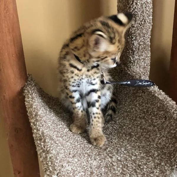Bellissima cucciola di serval femmina – 4 mesi | Foto 1