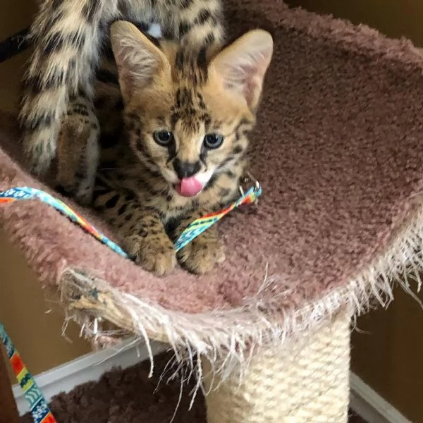 Bellissima cucciola di serval femmina – 4 mesi | Foto 0