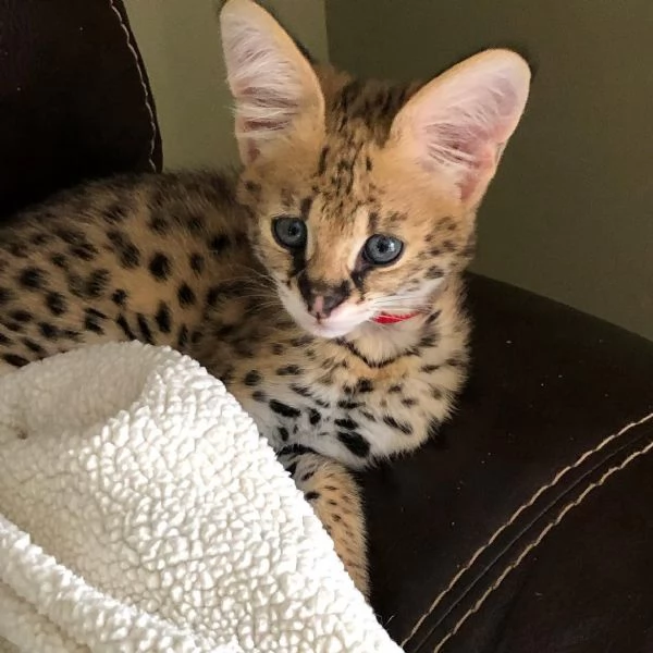 Bellissima cucciola di serval femmina – 4 mesi