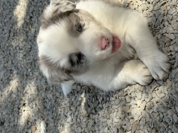 Selezionati cucciolo Border Collie  | Foto 6