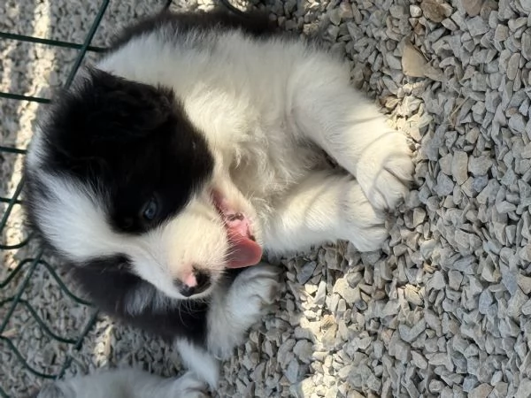 Selezionati cucciolo Border Collie  | Foto 5