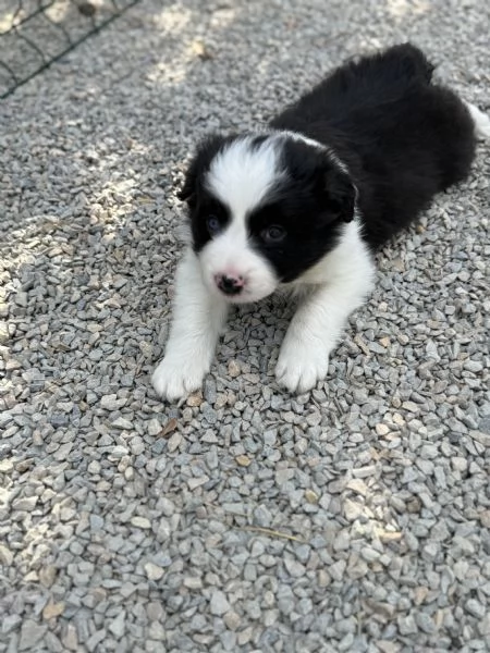 Selezionati cucciolo Border Collie  | Foto 4