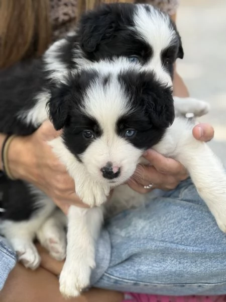 Selezionati cucciolo Border Collie  | Foto 3