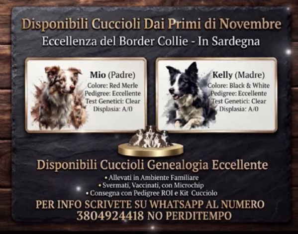 Selezionati cucciolo Border Collie 