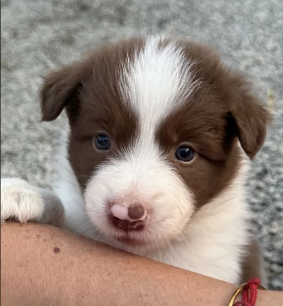 Selezionati cucciolo Border Collie  | Foto 1