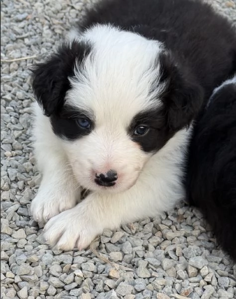 Selezionati cucciolo Border Collie  | Foto 0