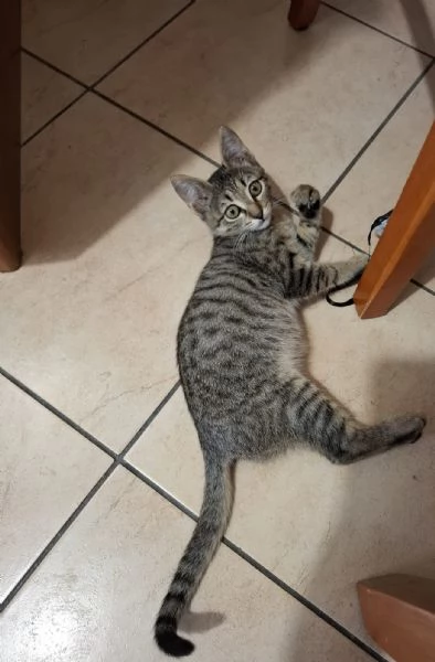 Regalarsi una trovatella bravissima. | Foto 1