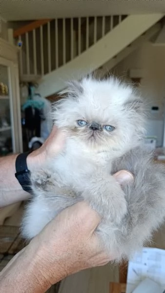 Cuccioli Persiani Blue Point  | Foto 6