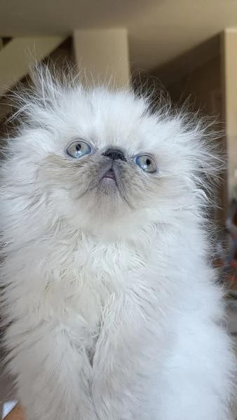 Cuccioli Persiani Blue Point  | Foto 4