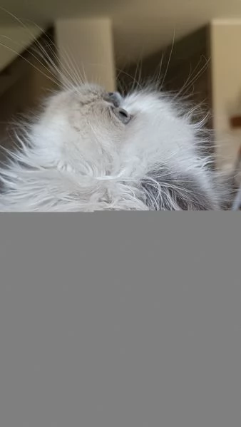Cuccioli Persiani Blue Point  | Foto 3