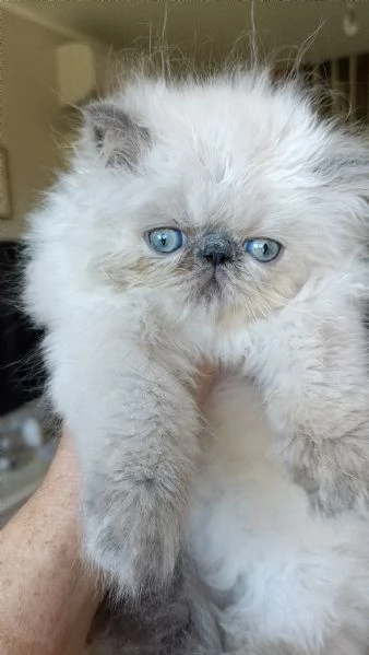 Cuccioli Persiani Blue Point 