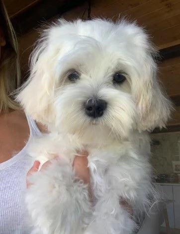 Cuccioli di Maltese toy