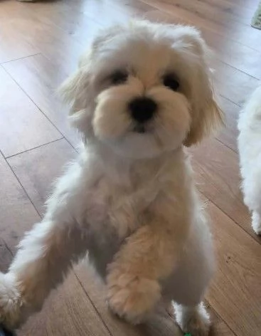 Cuccioli di Maltese toy | Foto 0