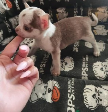 Chihuahua cucciola