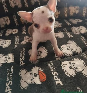 Chihuahua cucciola | Foto 1